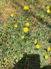 Pilosella officinarum