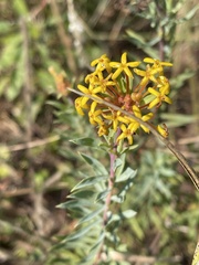 Lasiosiphon capitatus