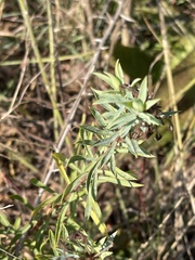 Lasiosiphon capitatus