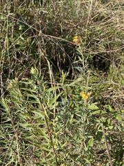 Lasiosiphon capitatus