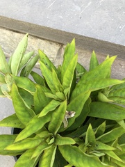 Lysimachia clethroides