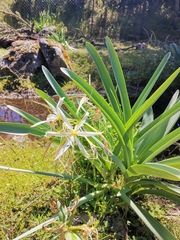 Pancratium illyricum