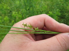 Carex texensis