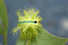 Quasithosea obliquistriga