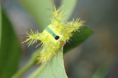 Quasithosea obliquistriga