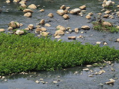 Ludwigia taiwanensis