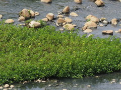 Ludwigia taiwanensis