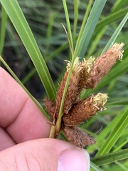 Bolboschoenus robustus