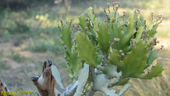 Euphorbia antiquorum