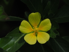Ludwigia taiwanensis