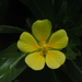 Ludwigia × taiwanensis - Photo ללא זכויות יוצרים, הועלה על ידי 葉子