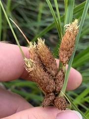 Bolboschoenus robustus