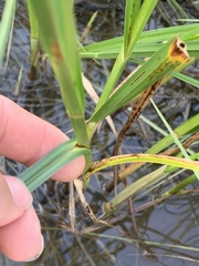 Bolboschoenus robustus