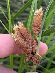 Bolboschoenus robustus