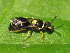 Hylaeus pictus