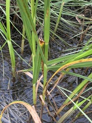 Bolboschoenus robustus