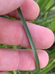 Bolboschoenus robustus