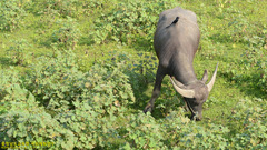 Dicrurus macrocercus