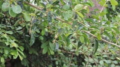 Maclura africana