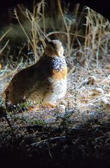 Pedionomus torquatus