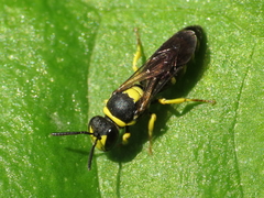 Hylaeus pictus