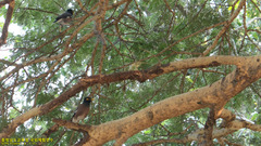 Acridotheres tristis