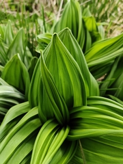 Veratrum album