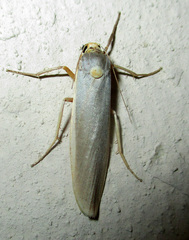 Sozusa scutellata