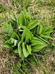 Veratrum album