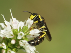 Hylaeus pictus