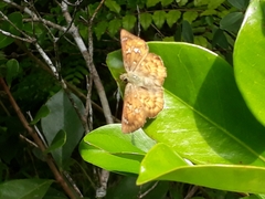 Eagris sabadius