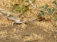 Acanthodactylus