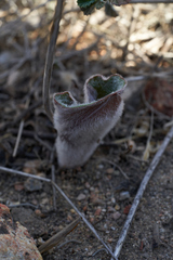 Eriospermum capense capense