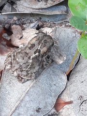 Sclerophrys gutturalis