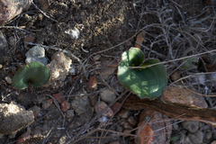 Eriospermum capense capense