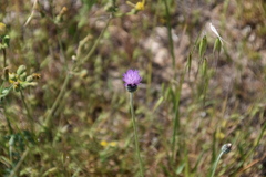 Tyrimnus leucographus