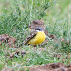 Motacilla flava iberiae