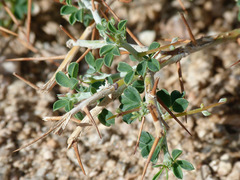 Indigofera spinosa