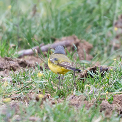 Motacilla flava iberiae
