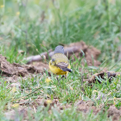 Motacilla flava iberiae