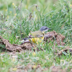 Motacilla flava iberiae