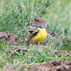 Motacilla flava iberiae
