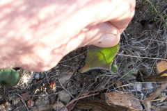 Eriospermum capense capense