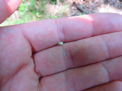 Scleria oligantha