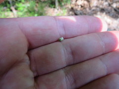 Scleria oligantha