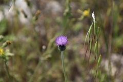 Tyrimnus leucographus