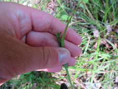 Scleria oligantha