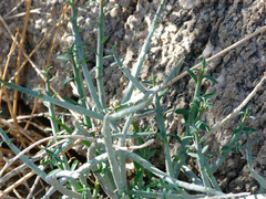 Euphorbia schimperiana