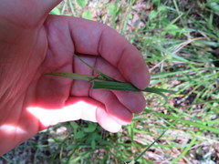 Scleria oligantha