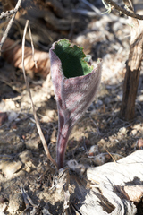 Eriospermum capense capense